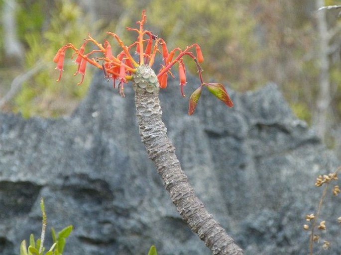 HILDEGARDIA ERYTHROSIPHON (Baill.) Kosterm.