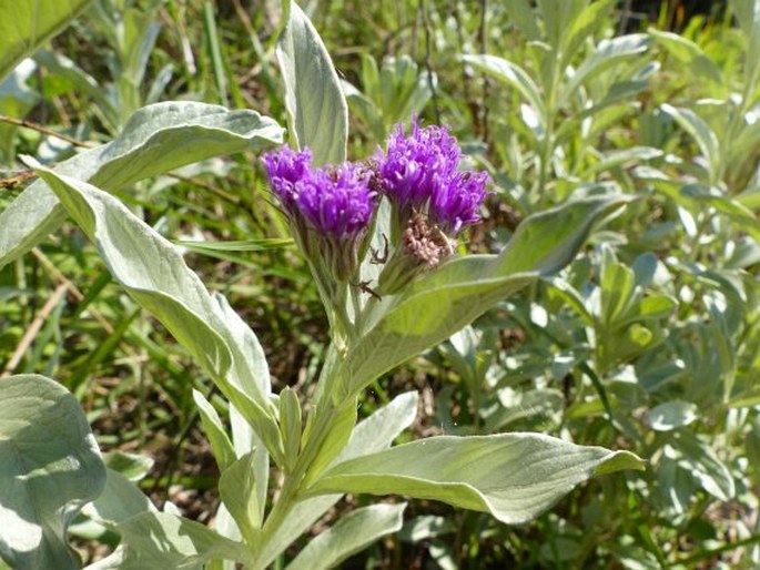 HILLIARDIELLA ARISTATA (DC.) H. Rob.