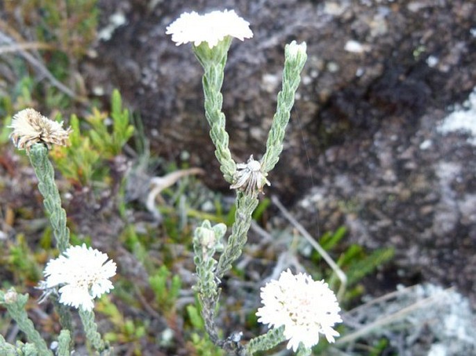 Hinterhubera imbricata