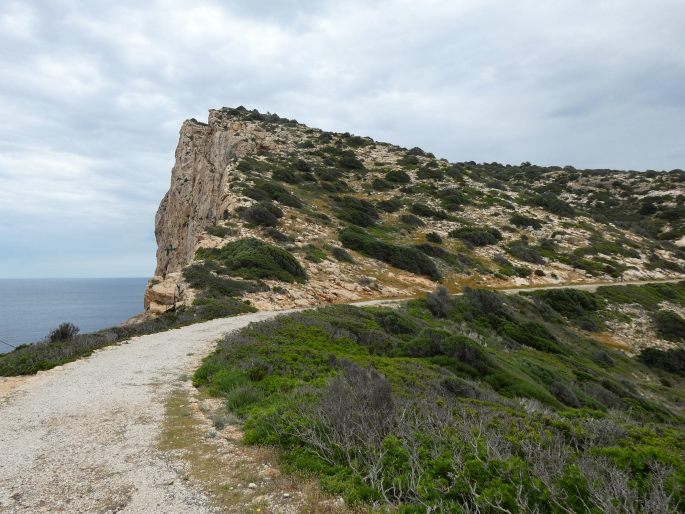 Hippocrepis balearica