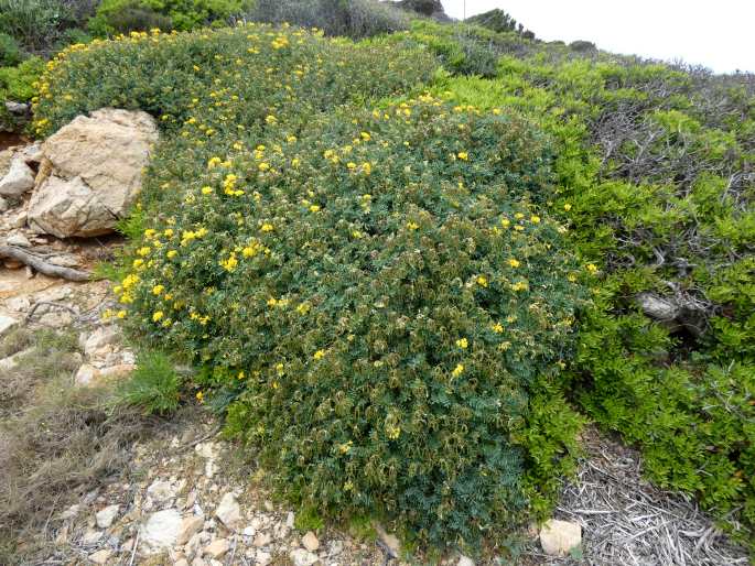 Hippocrepis balearica
