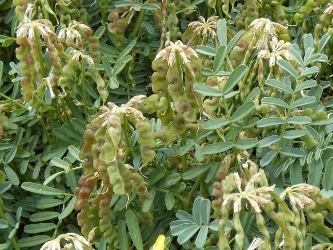Hippocrepis balearica