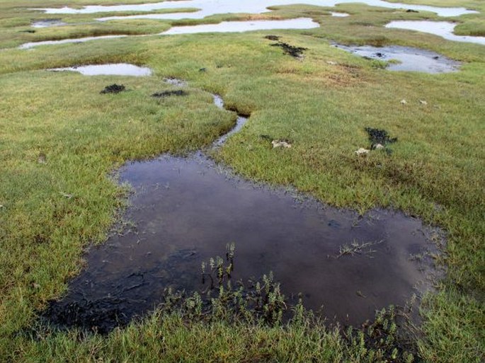 Hippuris tetraphylla