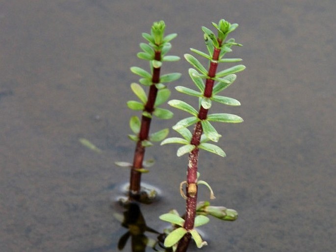 Hippuris tetraphylla