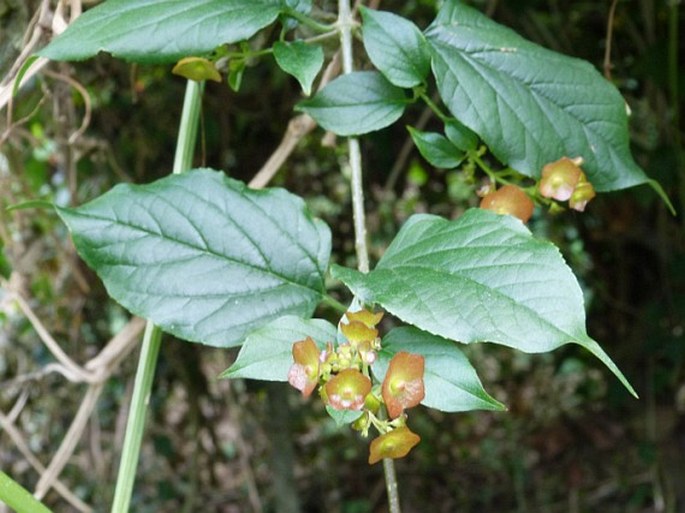 Holmskioldia sanguinea