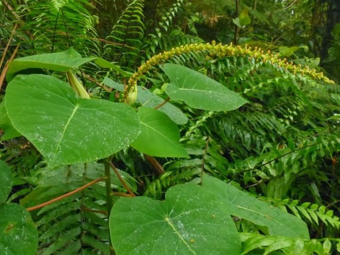 HOMALANTHUS GRANDIFOLIUS Ridl.