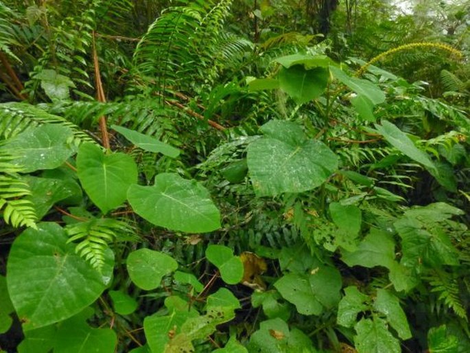 Homalanthus grandifolius