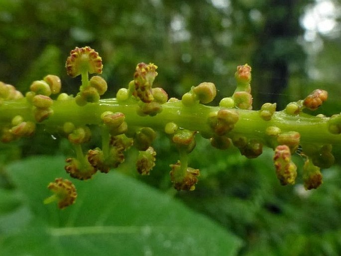 Homalanthus grandifolius