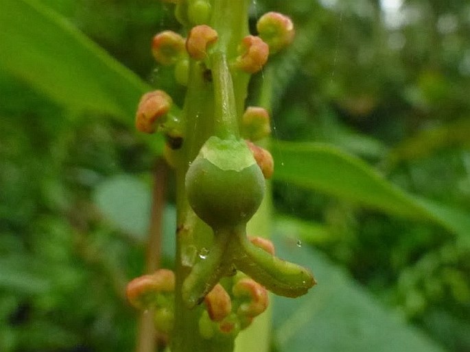 Homalanthus grandifolius