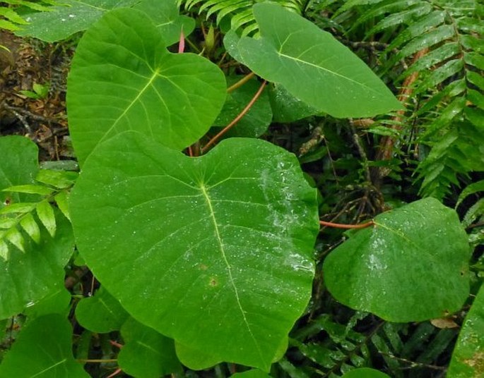 Homalanthus grandifolius