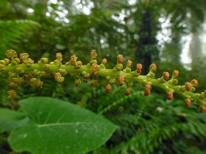 Homalanthus grandifolius