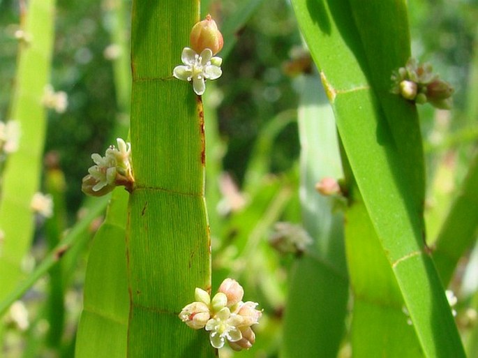 Muehlenbeckia platyclada