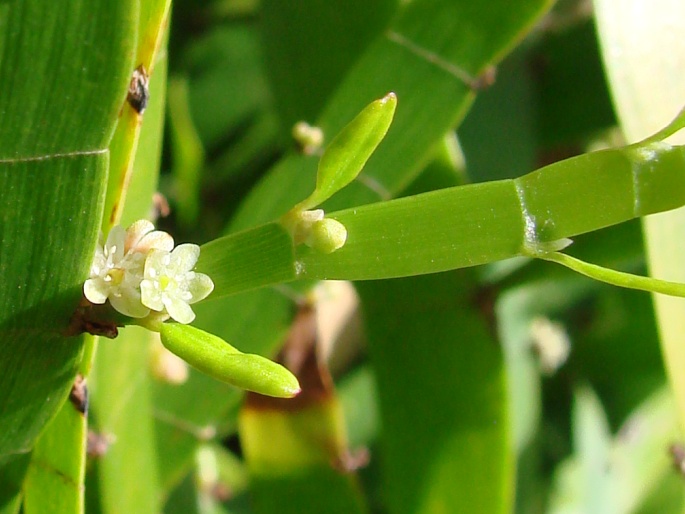 Muehlenbeckia platyclada