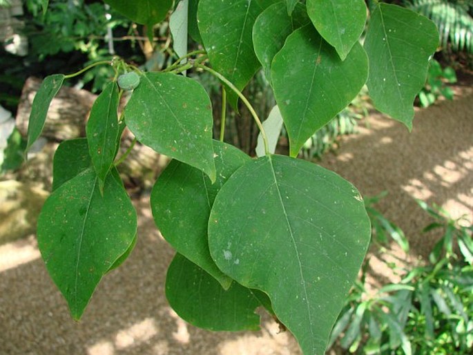 Homalanthus populifolius