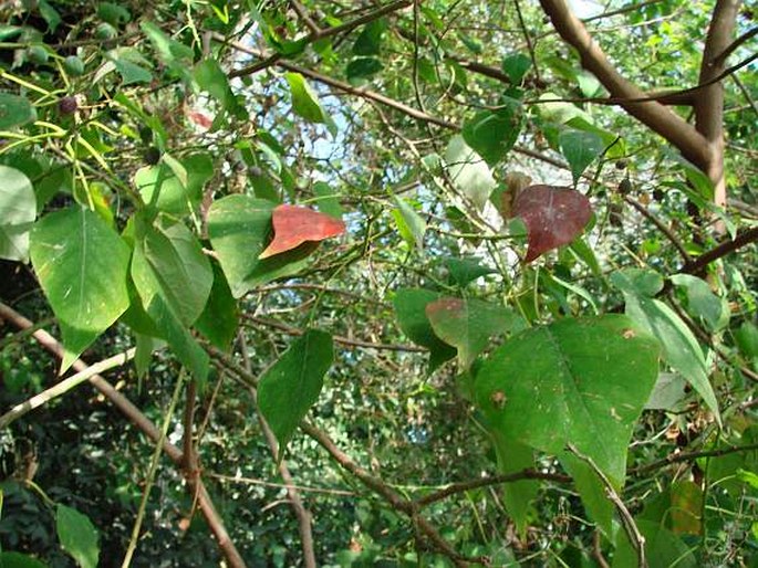 Homalanthus populifolius