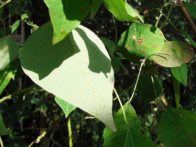 Homalanthus populifolius