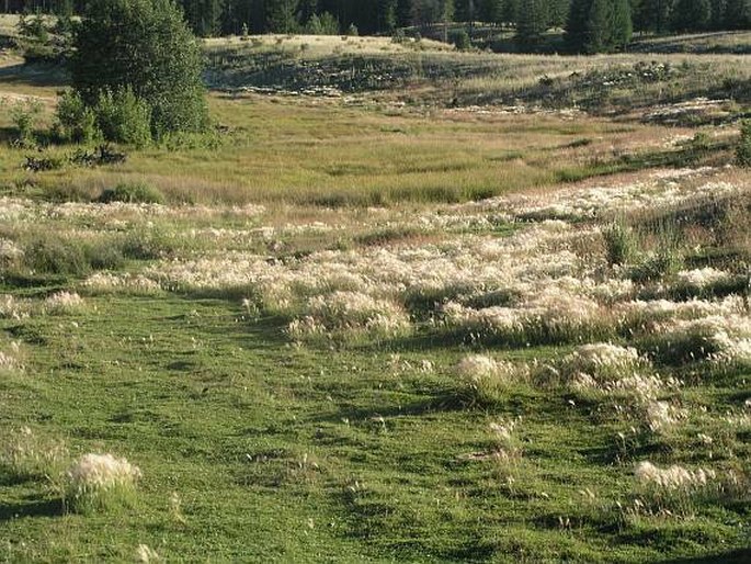 Hordeum jubatum