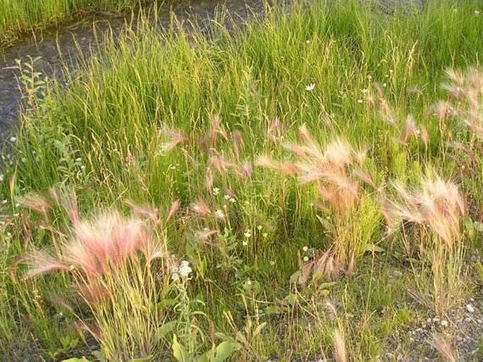 Hordeum jubatum