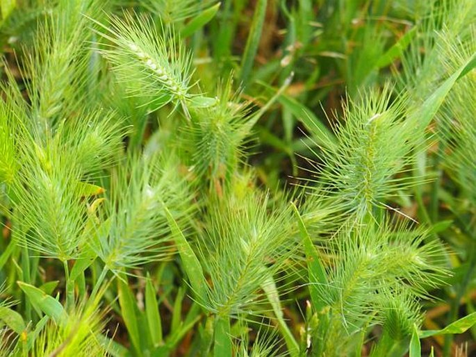 HORDEUM MARINUM Huds. - ječmen přímořský / jačmeň