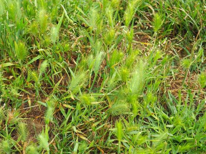 Hordeum marinum