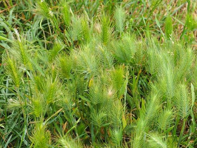 Hordeum marinum