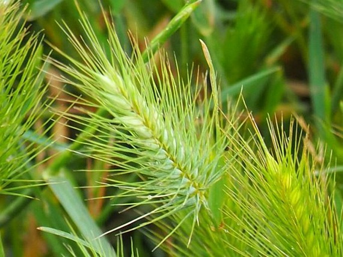 Hordeum marinum