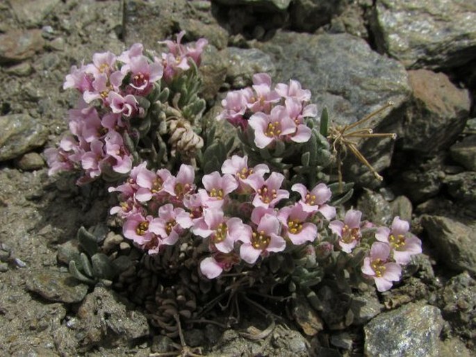 Hormathophylla purpurea