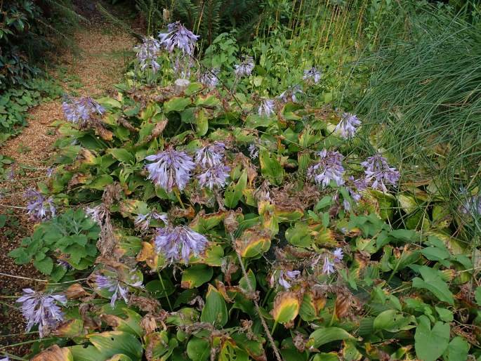 Hosta aequinoctiiantha