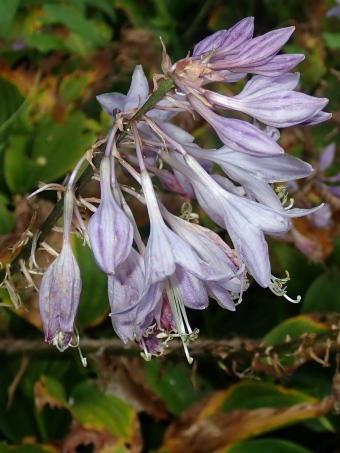 Hosta aequinoctiiantha