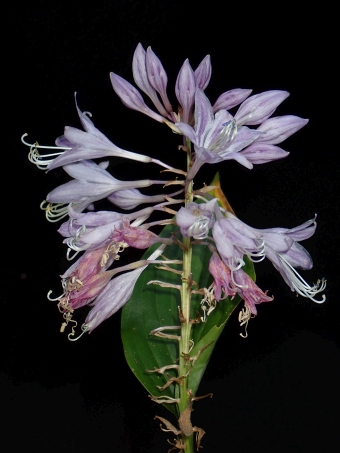 Hosta aequinoctiiantha