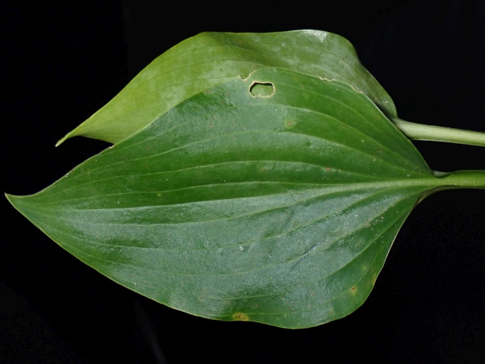 Hosta aequinoctiiantha