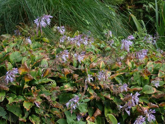 Hosta aequinoctiiantha