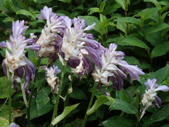 Hosta capitata