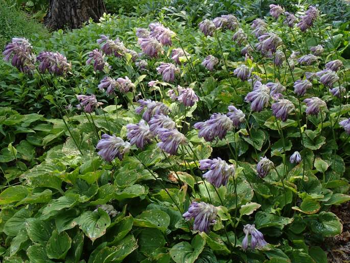 Hosta capitata