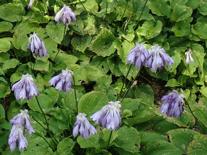 Hosta capitata