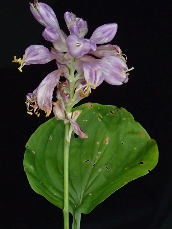 Hosta capitata