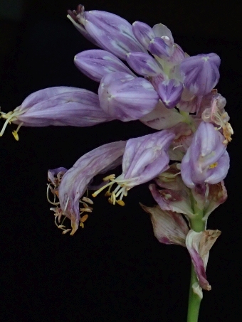 Hosta capitata