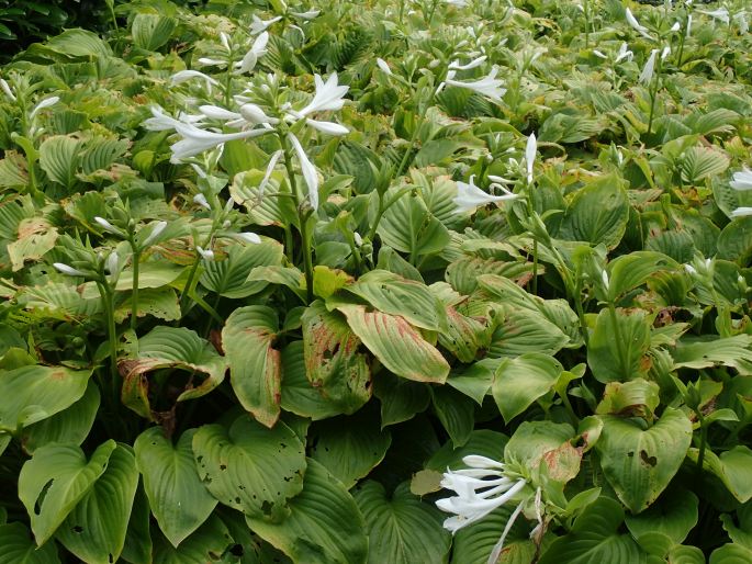 Hosta plantaginea