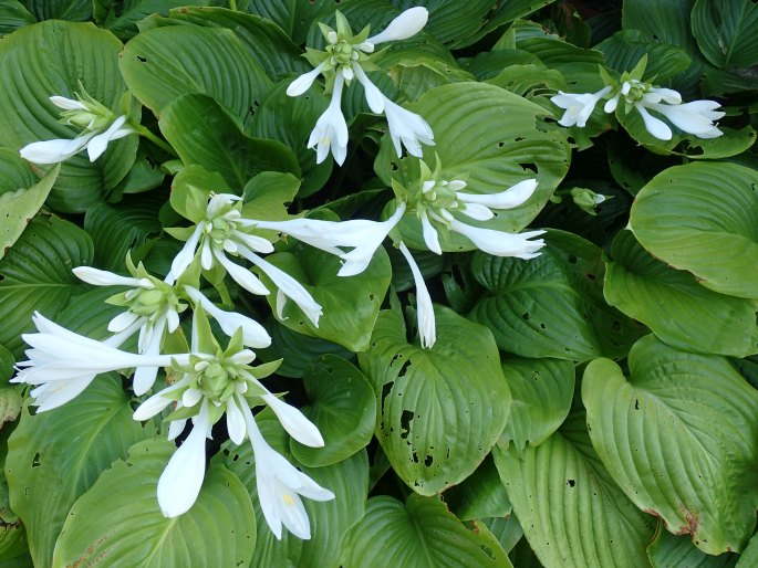 Hosta plantaginea