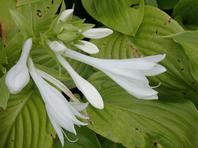 Hosta plantaginea