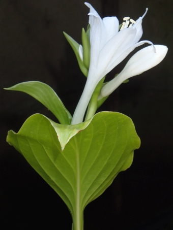 Hosta plantaginea