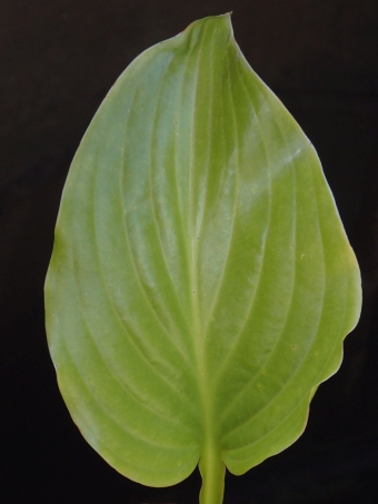 Hosta plantaginea