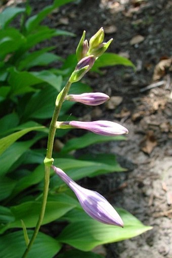 Hosta lancifolia