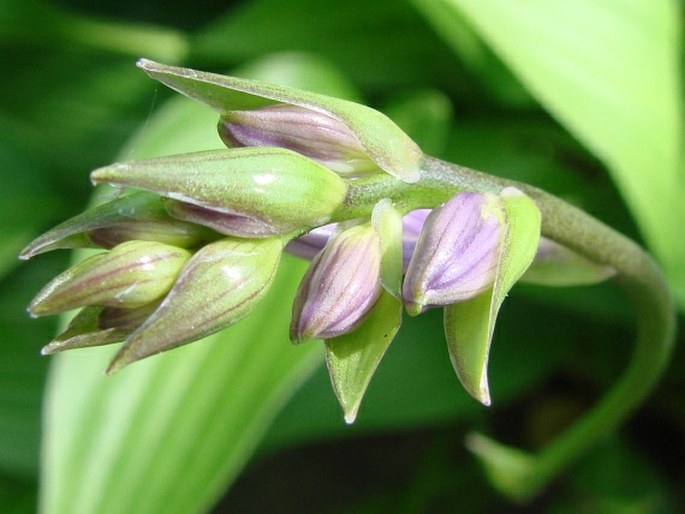 Hosta lancifolia