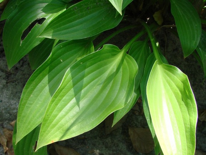 Hosta lancifolia