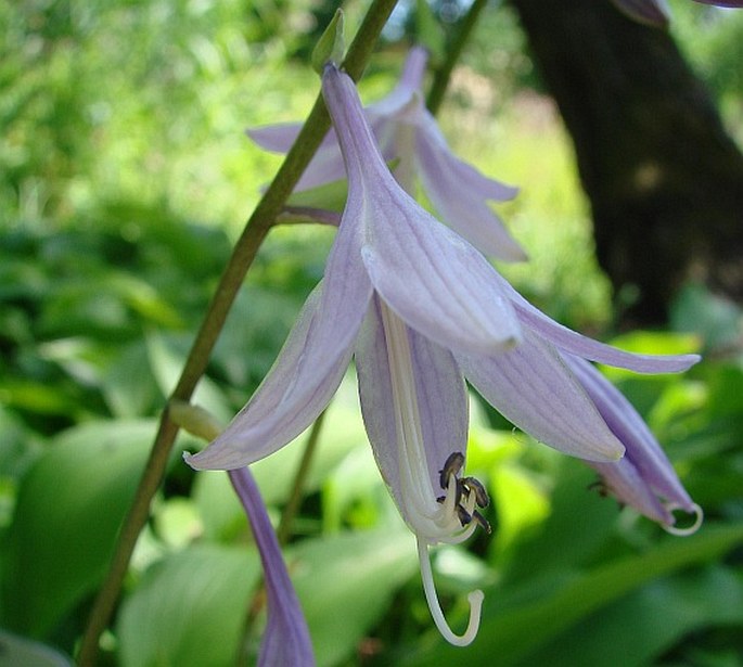 HOSTA LANCIFOLIA (Thunb.) Engl. – bohyška japonská