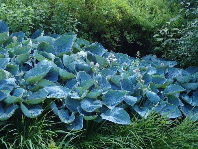 Hosta ×tardiana