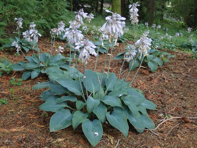 Hosta ×tardiana