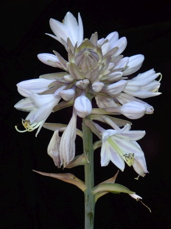 Hosta ×tardiana