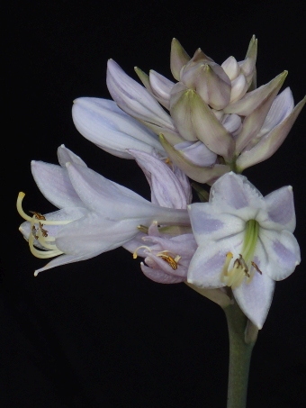 Hosta ×tardiana